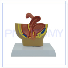 PNT-05801 medizinisches Geschenk weibliches Becken Genitalorgan-Modell